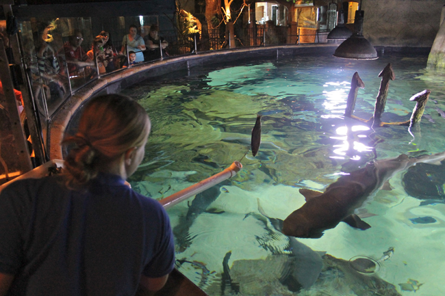Shark Tank Long Island Aquarium 