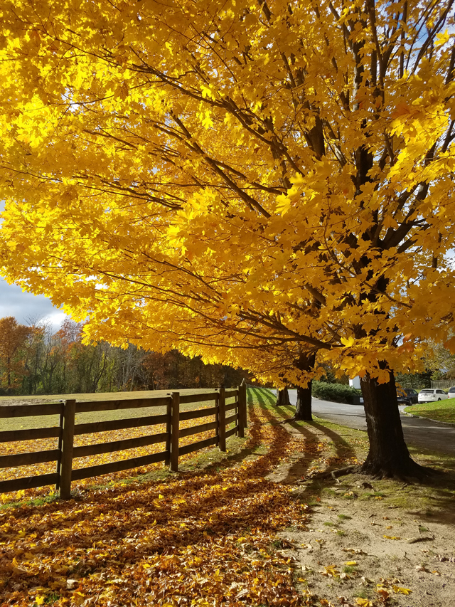 North Fork fall foliage
