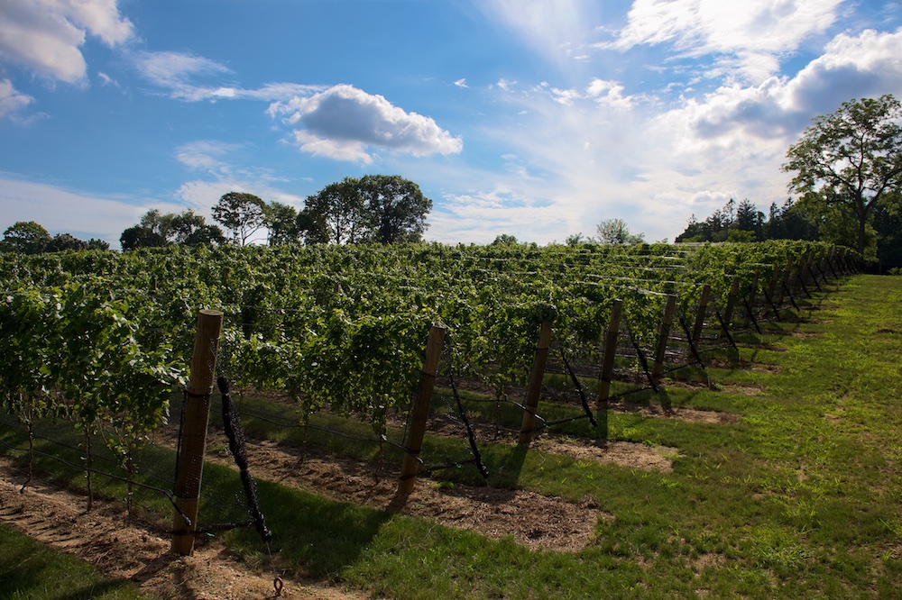 Del Vino Vineyards Brings A Taste Of Tuscany To Long Island