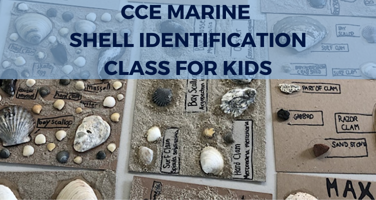 Shell Identification Class at Strong's Water Club - Northforker